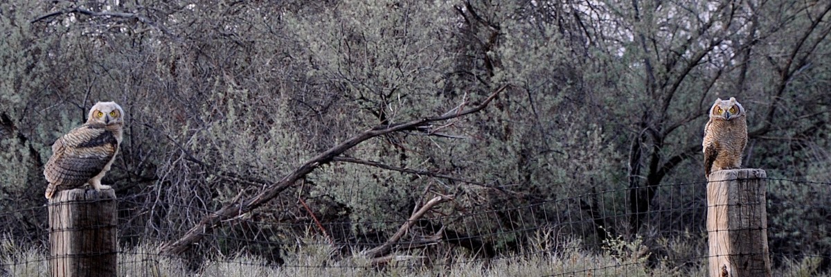 Baby great horned owls perch by the arroyo